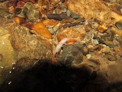Sphaeromides bureschi