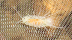 Sphaeromides bureschi