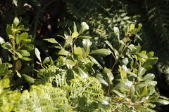 Searsia cuneifolia