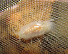 Sphaeromides bureschi