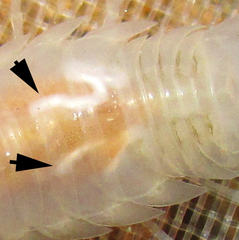 Sphaeromides bureschi