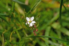 Spergula arvensis
