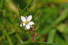 Spergula arvensis