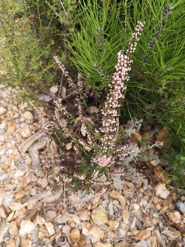 Avistamiento Calluna vulgaris