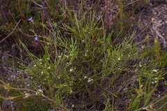 Coleonema juniperinum