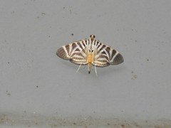 Spilomela perspicata