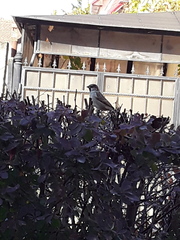 Passer domesticus