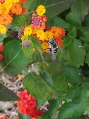 Amegilla quadrifasciata