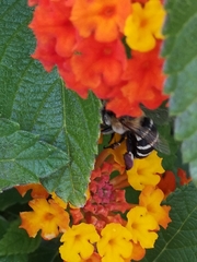 Amegilla quadrifasciata