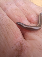 Scelotes bidigittatus