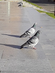 Columba livia domestica