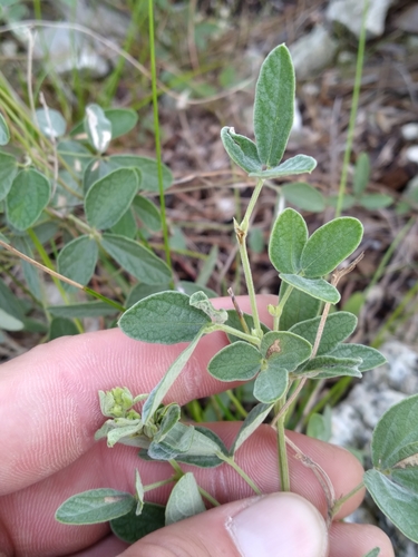 Image of Rhynchosia parvifolia by (c) Scott Ward, some rights reserved (CC BY)