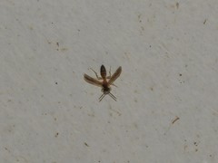 Angiopolybia