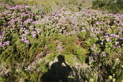 Pteridium aquilinum capense
