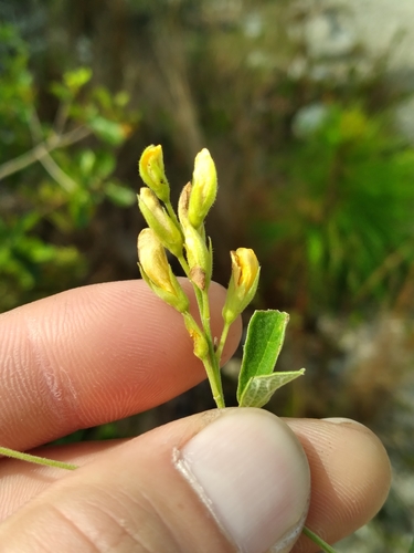 Image of Rhynchosia parvifolia by (c) Scott Ward, some rights reserved (CC BY)