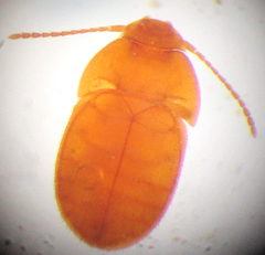 Leptinus testaceus