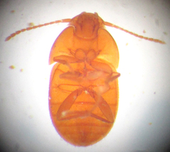 Leptinus testaceus