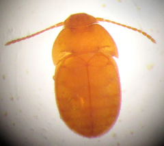 Leptinus testaceus