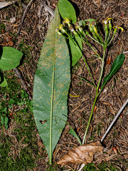 Coleosporium senecionis