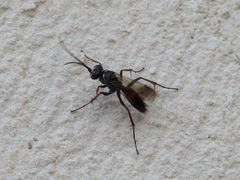 Agenioideus