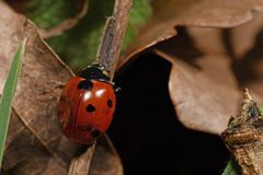 Coccinella septempunctata