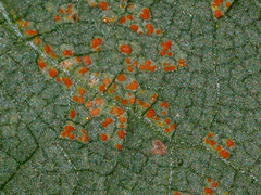 Coleosporium senecionis