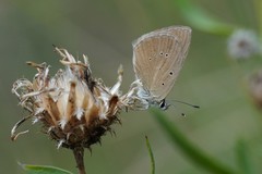 Polyommatus humedasae
