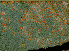 Coleosporium senecionis