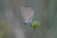Polyommatus humedasae