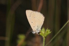 Polyommatus humedasae