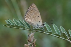 Polyommatus humedasae
