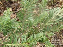 Taxus wallichiana