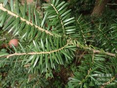 Taxus wallichiana