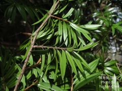 Taxus wallichiana