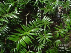 Taxus wallichiana