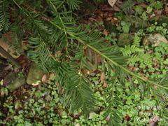 Taxus wallichiana