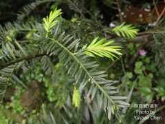 Taxus wallichiana