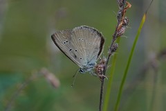 Polyommatus humedasae