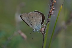 Polyommatus humedasae