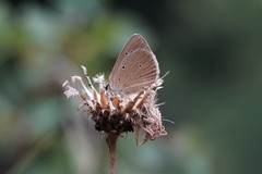 Polyommatus humedasae