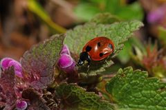 Coccinella septempunctata