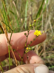 Linum arenicola