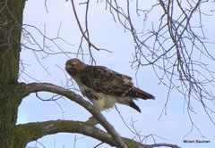 Buteo jamaicensis
