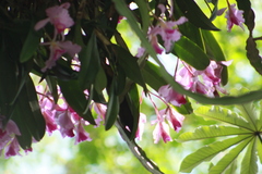 Cattleya trianae