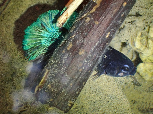Siamese Fighting Fish, Bukit Gasing Trail, Bukit Gasing, 59200 Petaling Jaya, Selangor, Malaysia, photo 3 of 10