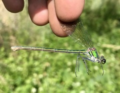 Calopteryx splendens intermedia