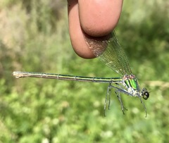 Calopteryx splendens intermedia