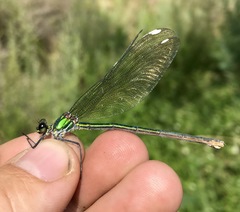 Calopteryx splendens intermedia