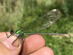 Calopteryx splendens intermedia