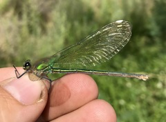 Calopteryx splendens intermedia